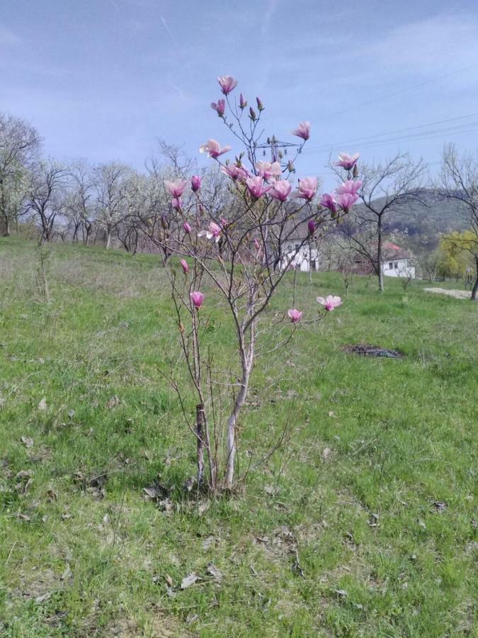 Cottage Poe Poienari Екстер'єр фото