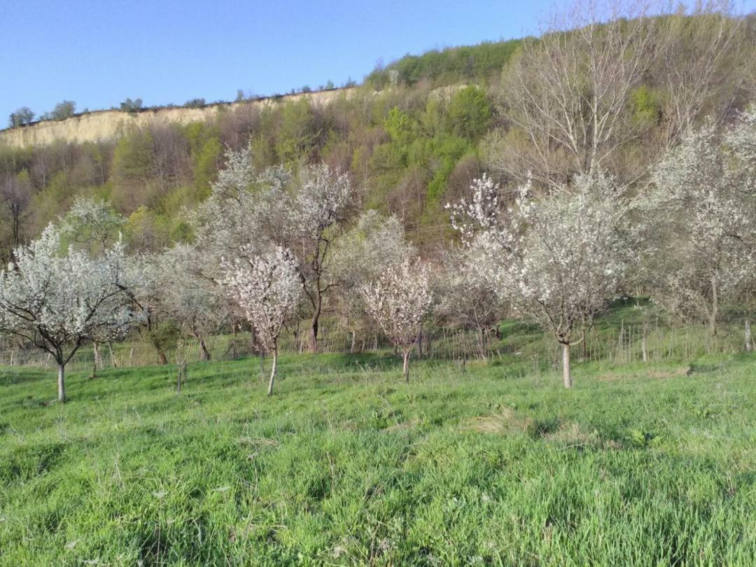 Cottage Poe Poienari Екстер'єр фото
