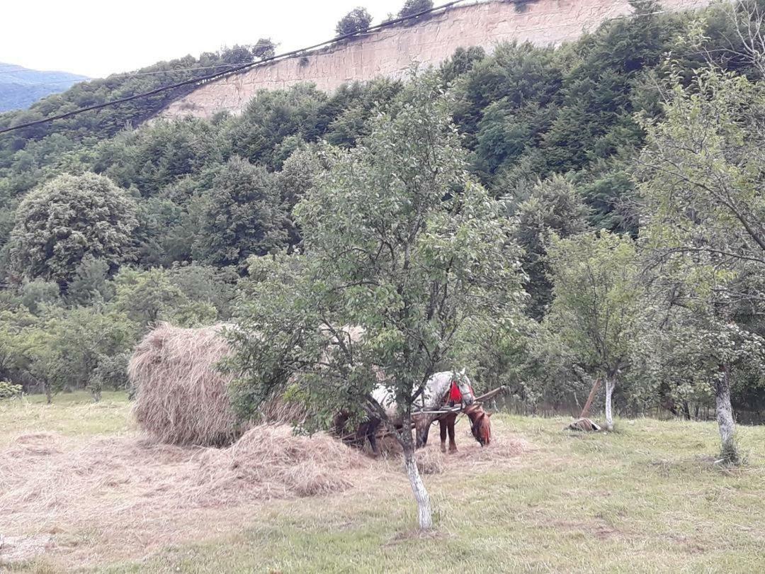 Cottage Poe Poienari Екстер'єр фото